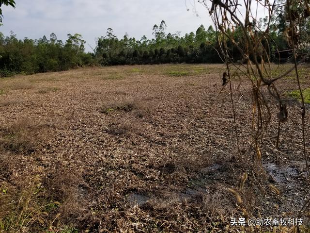 养殖场粪污固液分离后粪水、沼液如何处理？