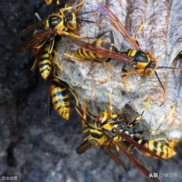 蜜蜂养殖，经常有胡蜂吃蜜蜂怎样预防？用这3种方法，太实用了