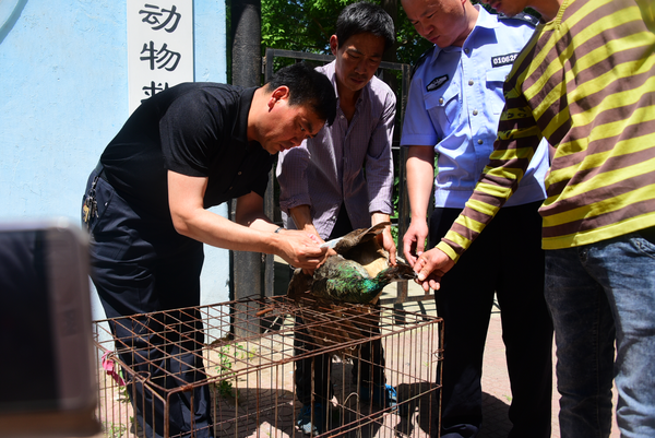 蓝孔雀飞进家属院被狗咬伤 居民发现后及时解救并报警