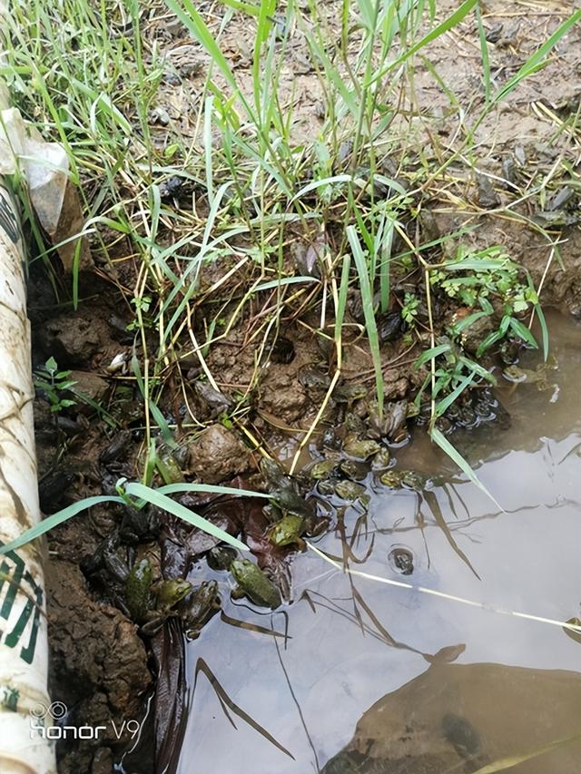 封闭小山村巨人稻下养殖青蛙