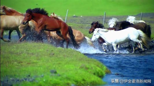 伊金霍洛旗的“马生意”