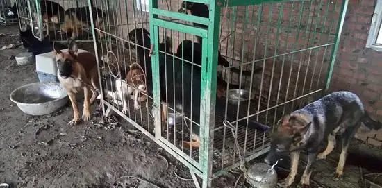 【关注】猫狗是否禁食频繁登上热搜，揭秘猫狗肉产业背后巨大的食品安全隐患