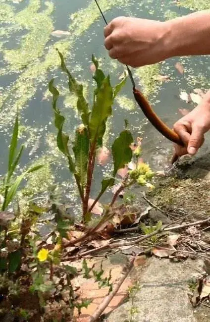 黄鳝，淡水水族中的小角色，凭什么成了直播时代的网红