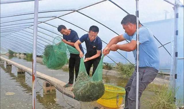 养殖虾内幕“曝光”，你还敢吃吗？绿水堆满泡沫，还用药水泡虾？