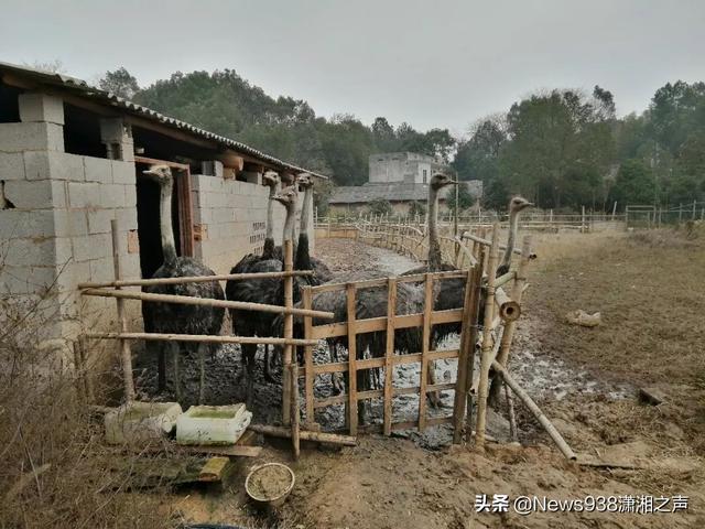 求助！靠注射流食维持生命，宁乡残疾人成皓自学养殖鸵鸟面临销售难题