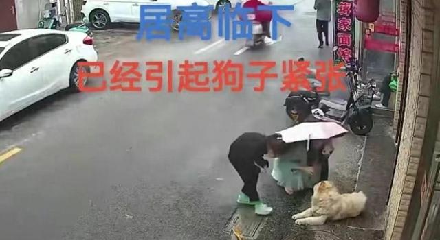 江苏松狮狗事件：赔偿纠纷激化，狗主决定了结