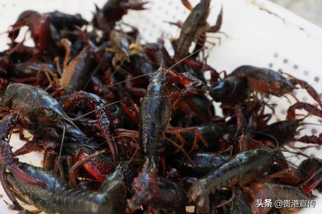 供不应求！贵港这里万亩稻虾综合种养示范基地的小龙虾上市