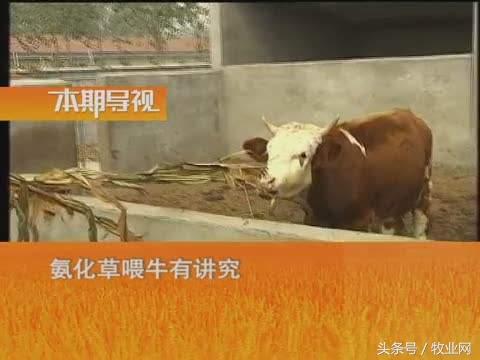 教你如何高效养牛   肉牛高效养殖技术和方法