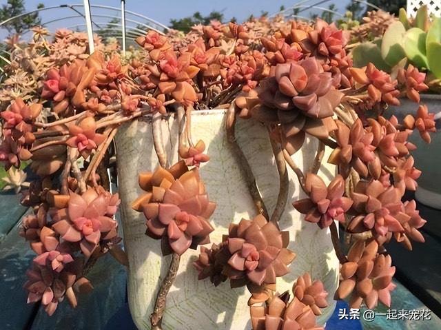 入坑多肉6年，总结出8个值得一直养的品种，每一种都美得不像话