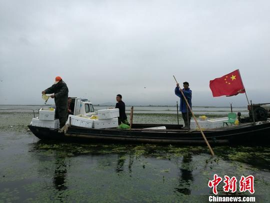 太湖大闸蟹产量断崖式下跌 苏州探索青山绿水养好蟹