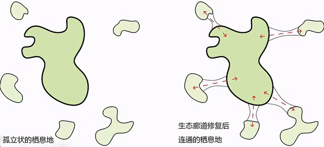 人工饲养东北虎已超1000头，野生东北虎择偶困难，为啥不放生？