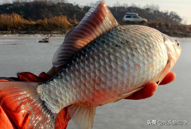 鲫鱼的“哭泣”！身体被放大，但肉质如嚼蜡，谁之过？