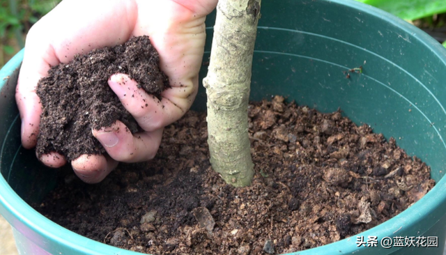 盆栽桂花总是长不好？做好4点管理，注意4个禁忌，年年开花香满屋