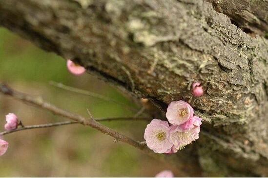 冬天最适合养的花！想要梅花“红红火火”，这些养护技巧你知道吗