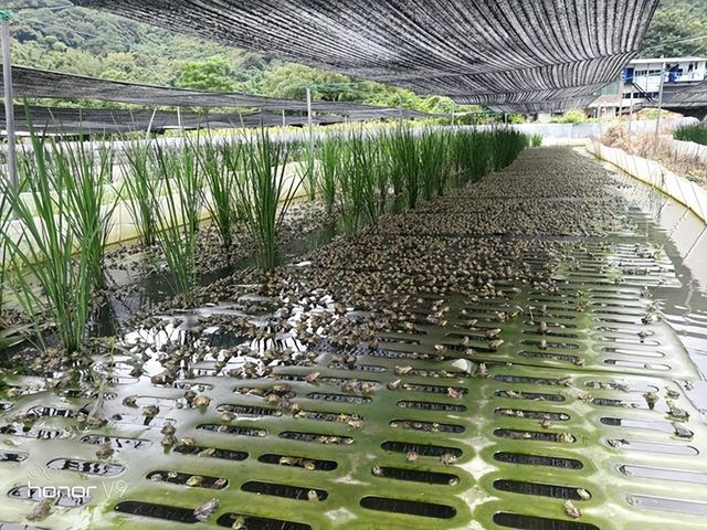 封闭小山村巨人稻下养殖青蛙