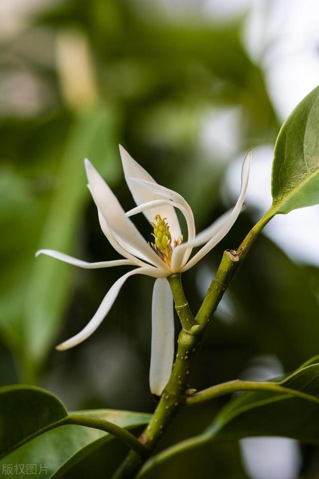 这花就是“活香水”，摆家里这么养，花量大香水味好闻