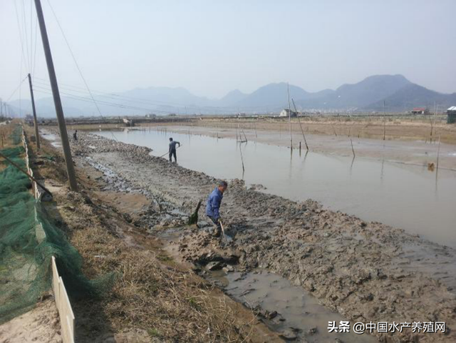 厉害了！200万的对虾消费市场需求，挣大钱的小棚模式能否复制