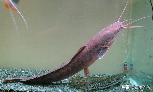 革胡子鲶鱼的生物性特性与养殖技术