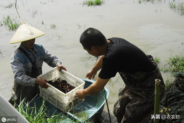 稻虾养殖究竟是什么？明显优势在哪里……