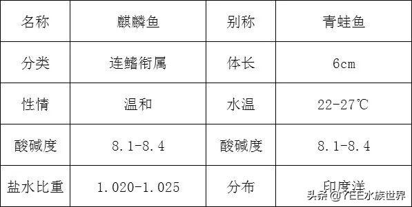 你都想不到，养活一条青蛙鱼有多难，惆怅