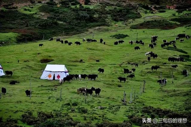 牛羊养殖，发展生态畜牧业，是对草原最大的保护