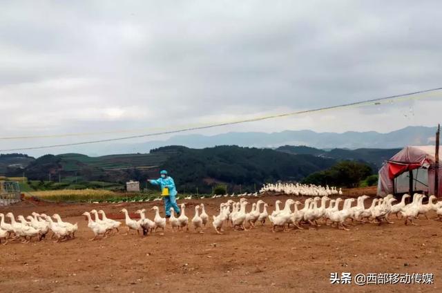 云南鲁甸水磨滴水村的鹅鹅鹅重点销售云贵川