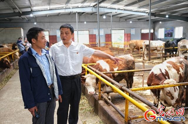 肉牛养殖基地成唐家坝村“聚宝盆”