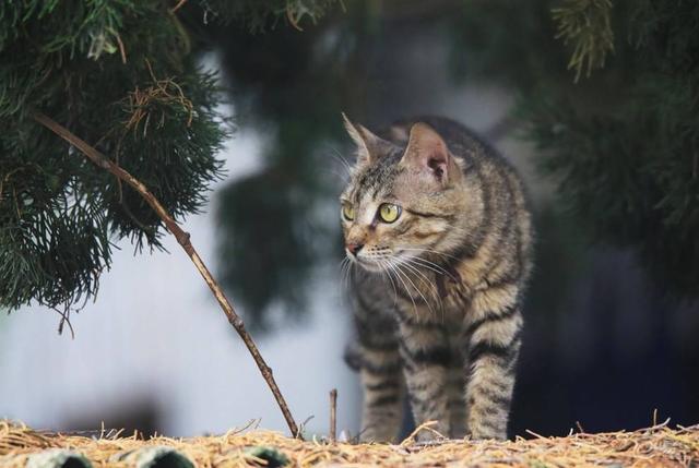 老祖宗流传的《相猫经》，记住这7个口诀，选到的猫咪不会差