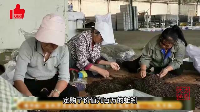 辽宁小伙养蚯蚓，每亩地一年纯赚5万元，年销售额4000多万元