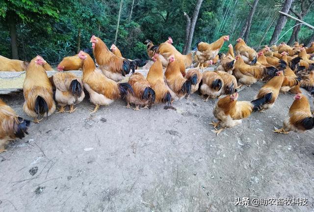 发酵饲料养鸡，鸡场不臭鸡肉香，降本增效（含肉鸡蛋鸡配方）