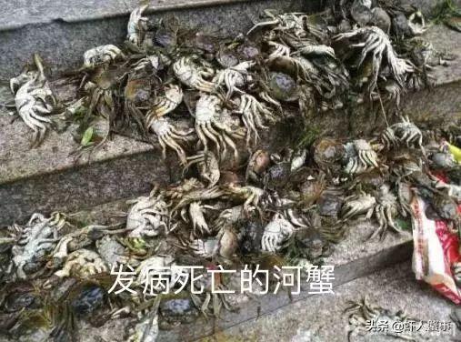 河蟹五壳损蟹，伤亡？啥原因？如何解决？一图告诉你