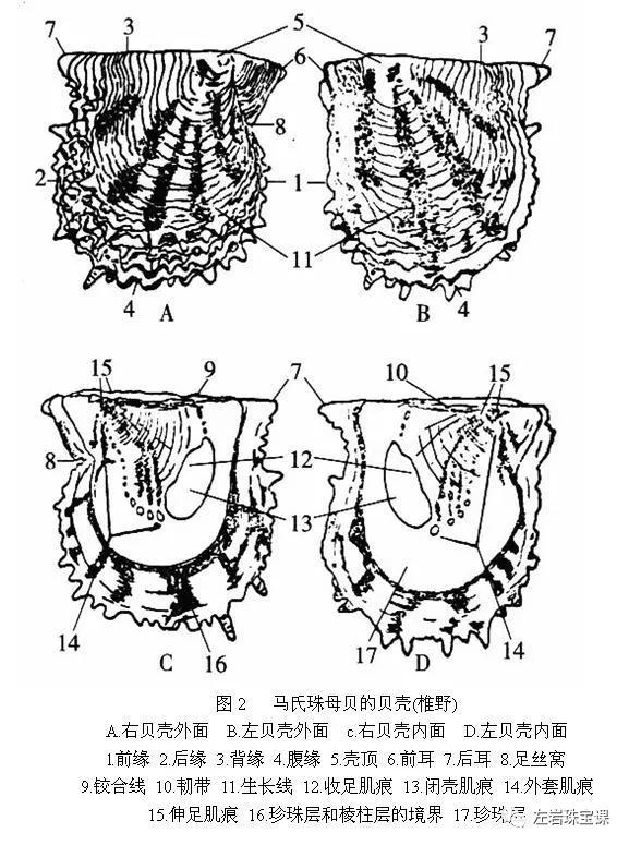 左岩珠宝课：关于Akoya珍珠，简单入门了解篇