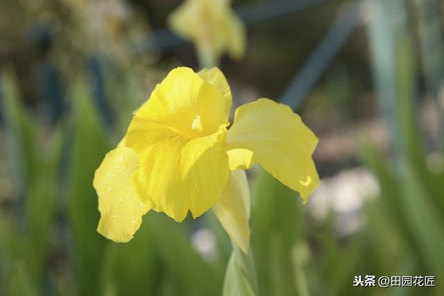 鸢尾花，难养？这些方面你可能没做好，这样做，鸢尾花又大又艳