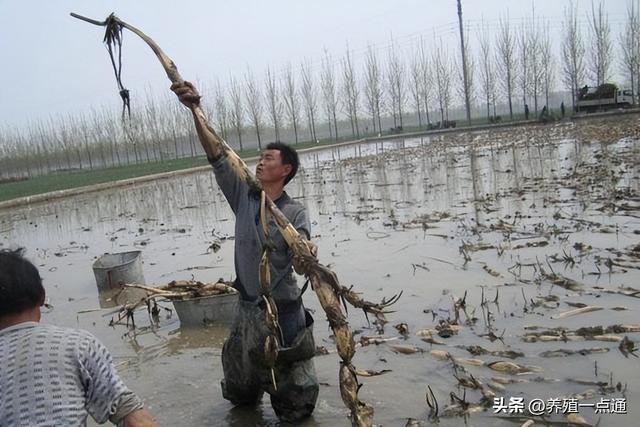 藕塘套养黄鳝、泥鳅，一塘三收，生态+高效，生物改底、易调水