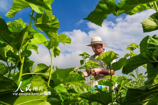 山西夏县：桑蚕养殖助增收