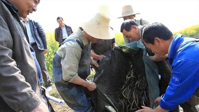 黄鳝养殖新模式，葡萄架下生态立体养殖，实现循环种养双收益