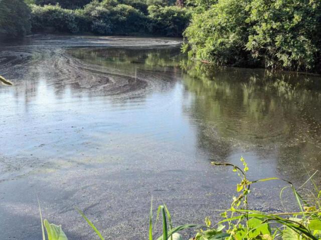 环保督察进行时│湘潭市畜禽养殖污染投诉居高