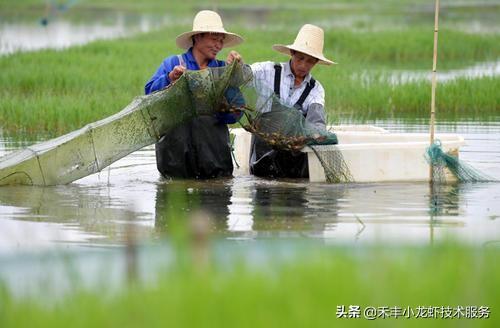 小龙虾养殖：新手、老手必须要掌握的三个核心技术！做不好就亏本