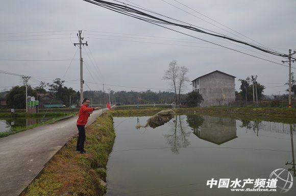 重庆市梁平区有个“泥鳅大王” 在泥巴里翻出了大动静