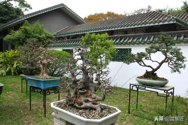 “家种罗汉松，世代不受穷”，这么好的罗汉松盆景，不花钱搬回家