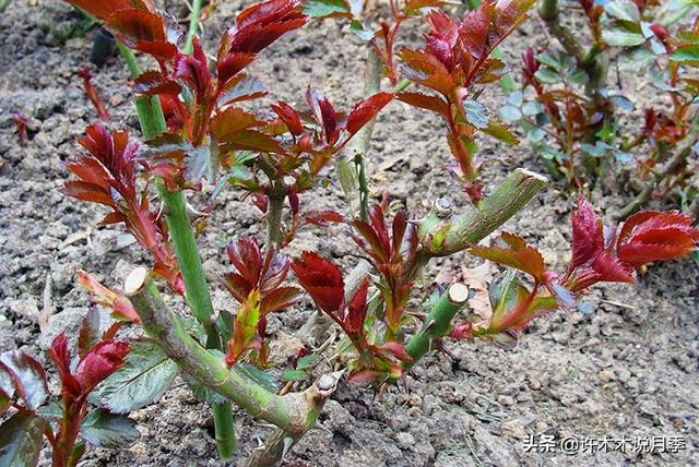 养好月季的十大要素。全面解析土、肥、药，让月季种植再无难事