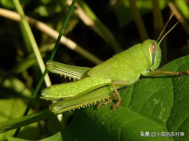 平乐农村这些常见的野货，你吃过几种？敢吃几种？