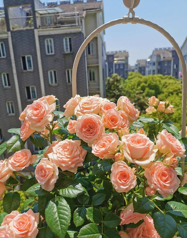 微型月季花“宝贝宝石”，植株低矮，丰花勤花，适合阳台种植