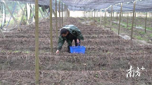 亩产5千斤！新丰金青村红松茸试种成功