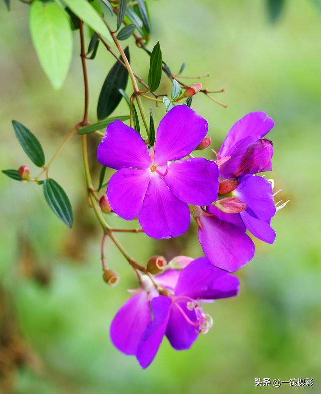 夏花（四十四）——巴西野牡丹