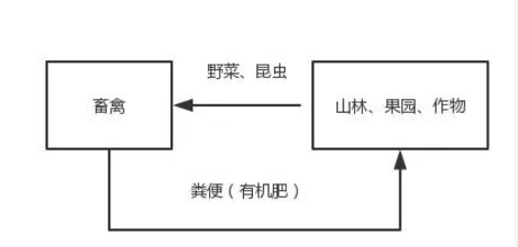 生态养殖以及其好处，了解一下！