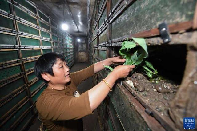 蜗牛养殖助力乡村共同富裕