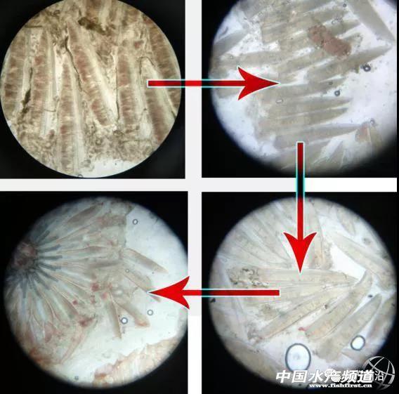 海鲈怪病”席卷粤闽，浮头游水暴毙惨烈！没法治？｜罗后兵专栏