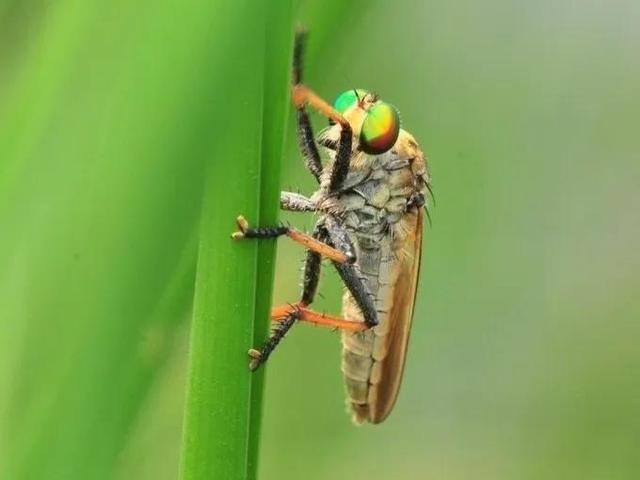 涨破千元大关，此“虻”非“水虻”牛虻的人工训养技术