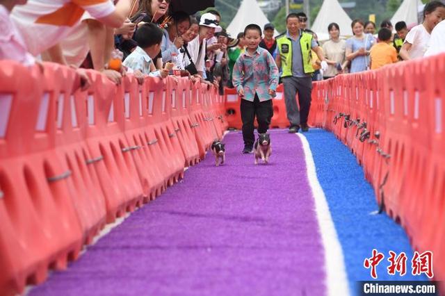 重庆：“香猪跑”比赛尽显萌态